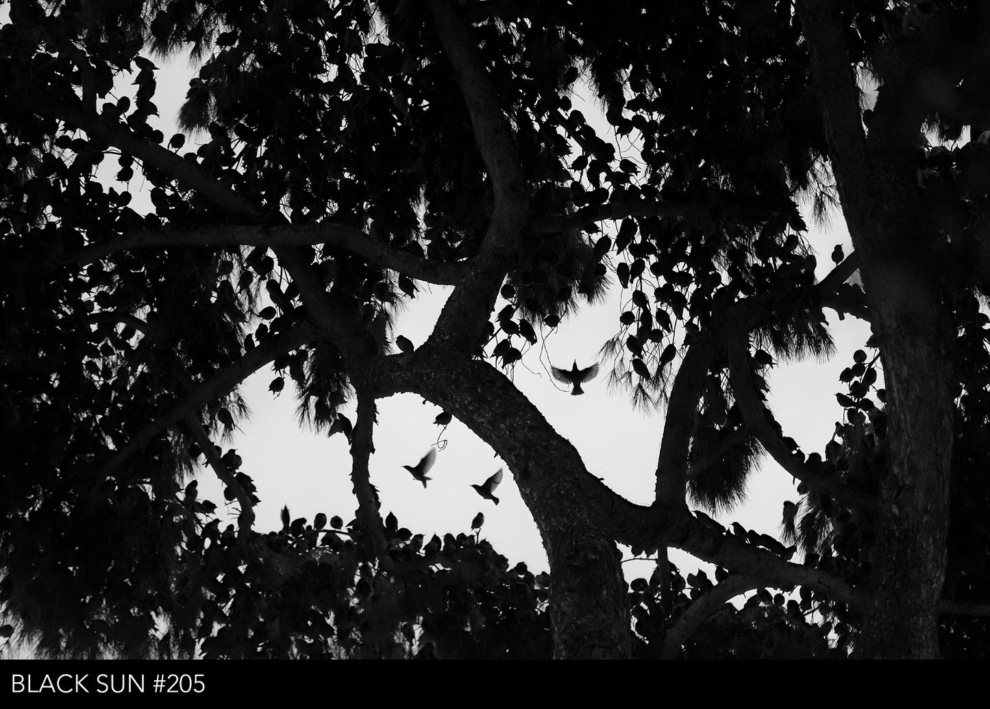 Starling box with book and a limited edition print