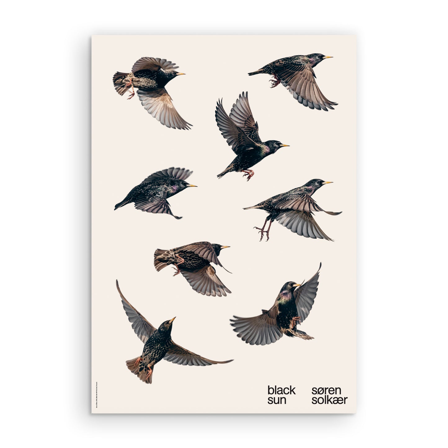 Black Sun single birds poster