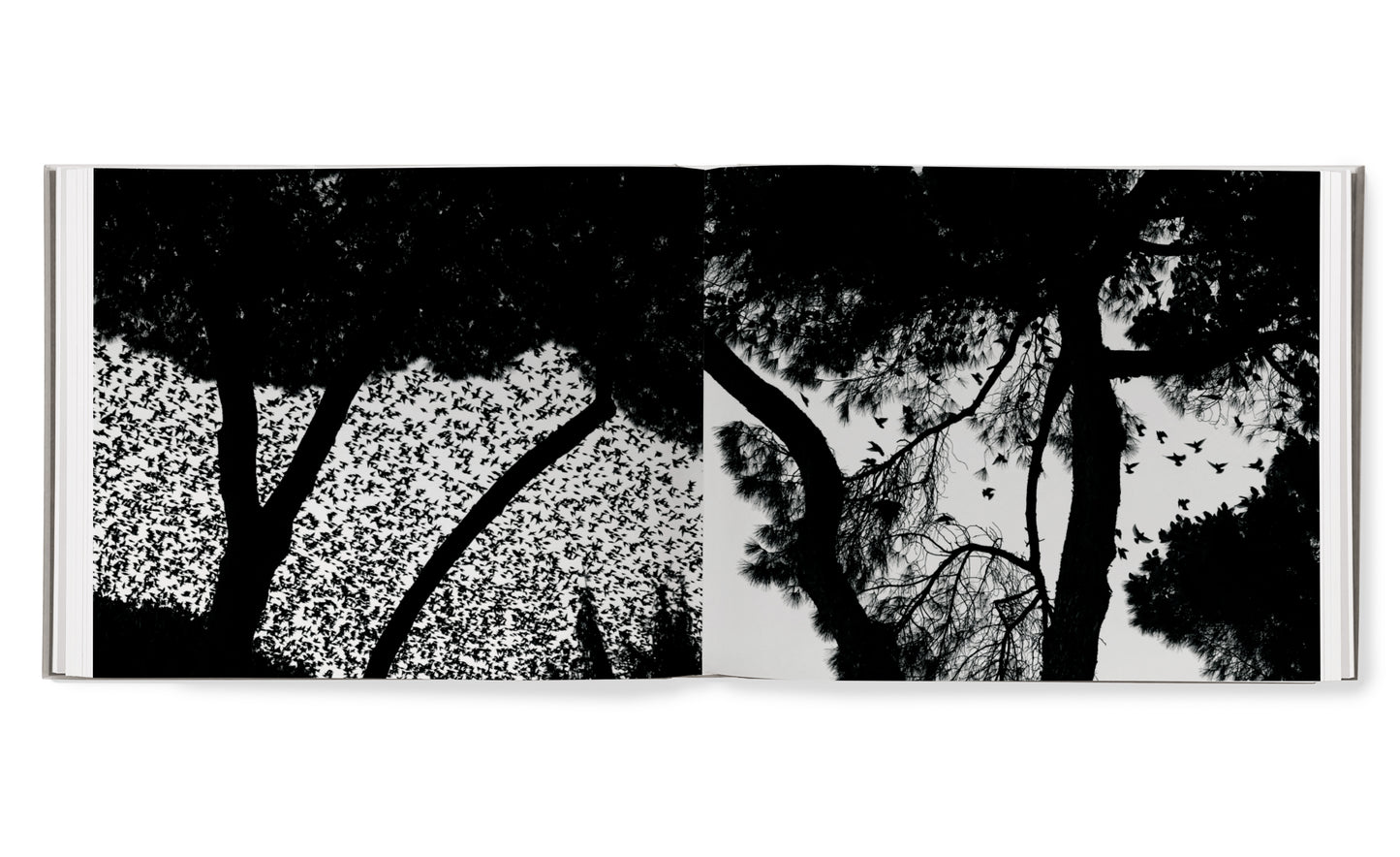 Starling hardcover book