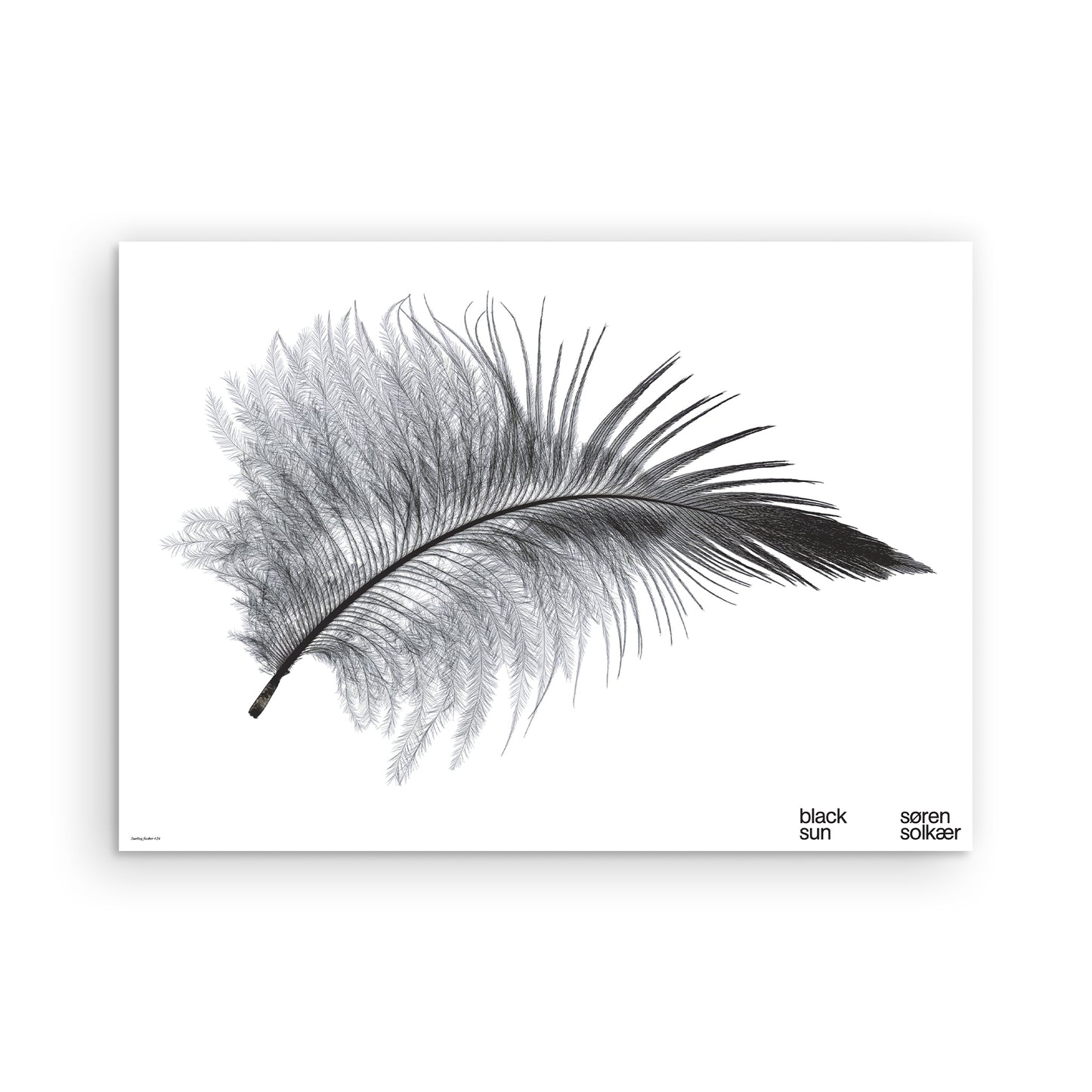 Starling feather #24 poster